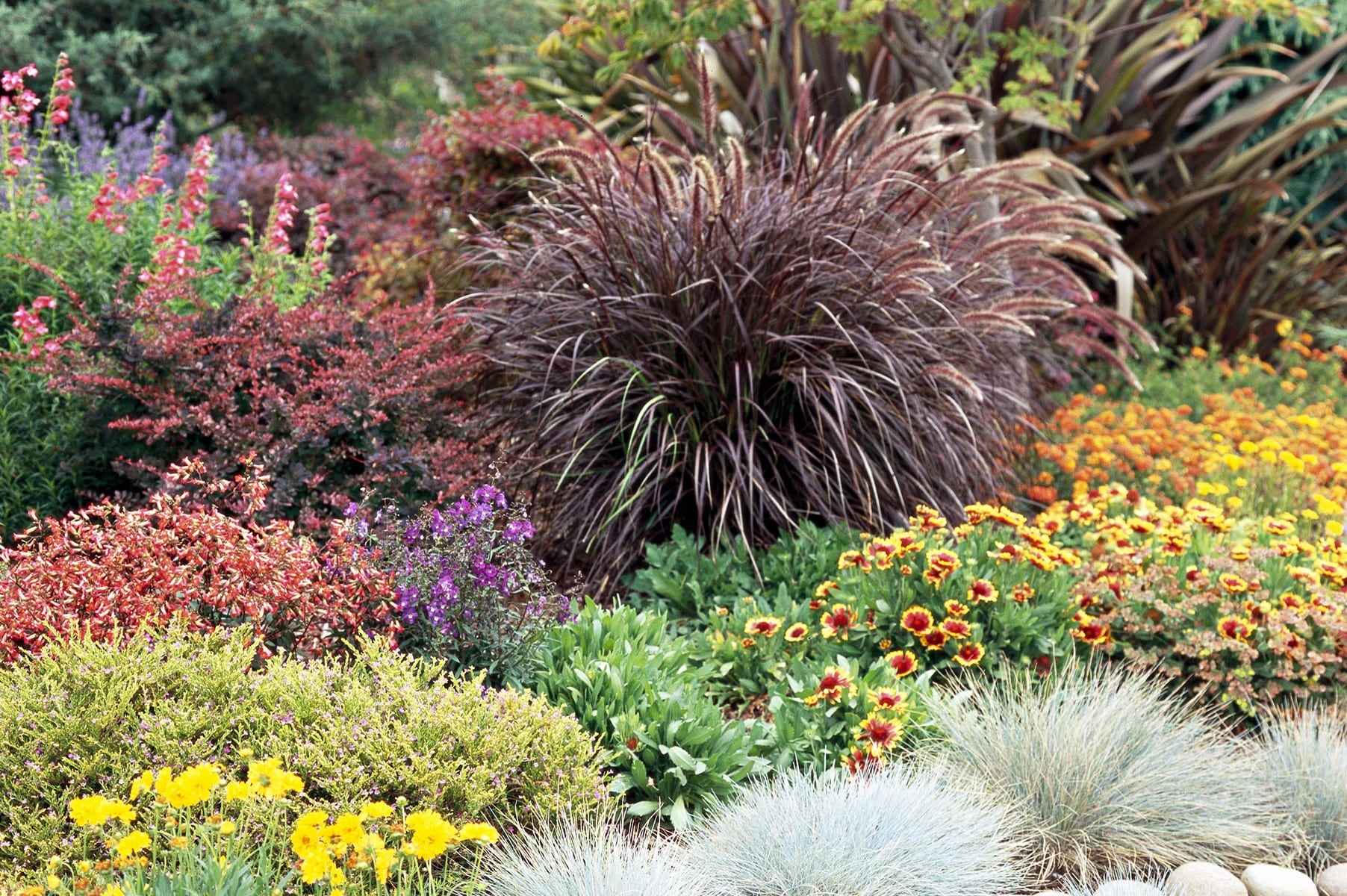 grasses for landscaping