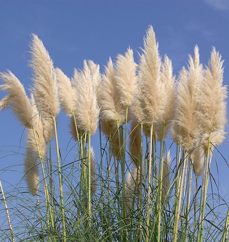 Ornamental Grasses Salisbury Greenhouse Blog