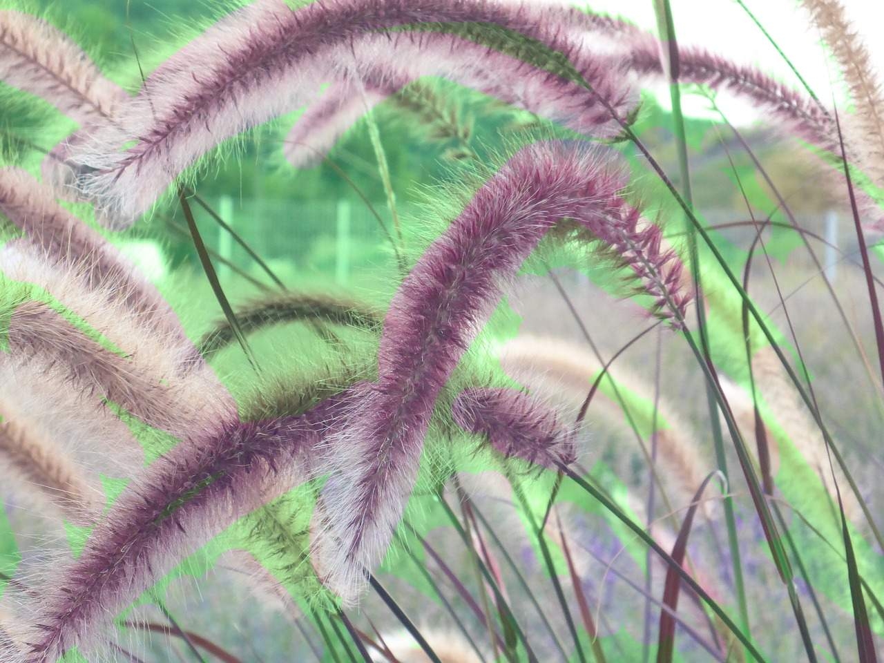 Our 5 Favorite Amazing Colorado Ornamental Grasses Including How To Care For Them Timberline Landscaping