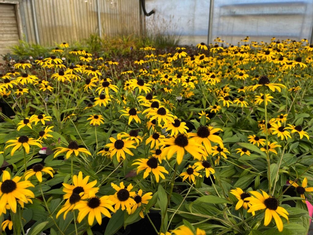 waynesboro landscape and garden center waynesboro landscape and garden center