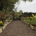 Perennials Trees Shrubs Hoen s Garden Center Landscaping