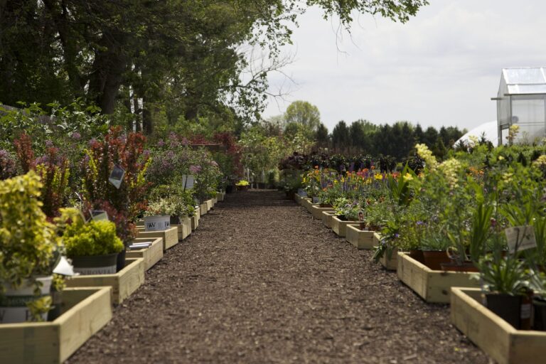 Perennials Trees Shrubs Hoen s Garden Center Landscaping