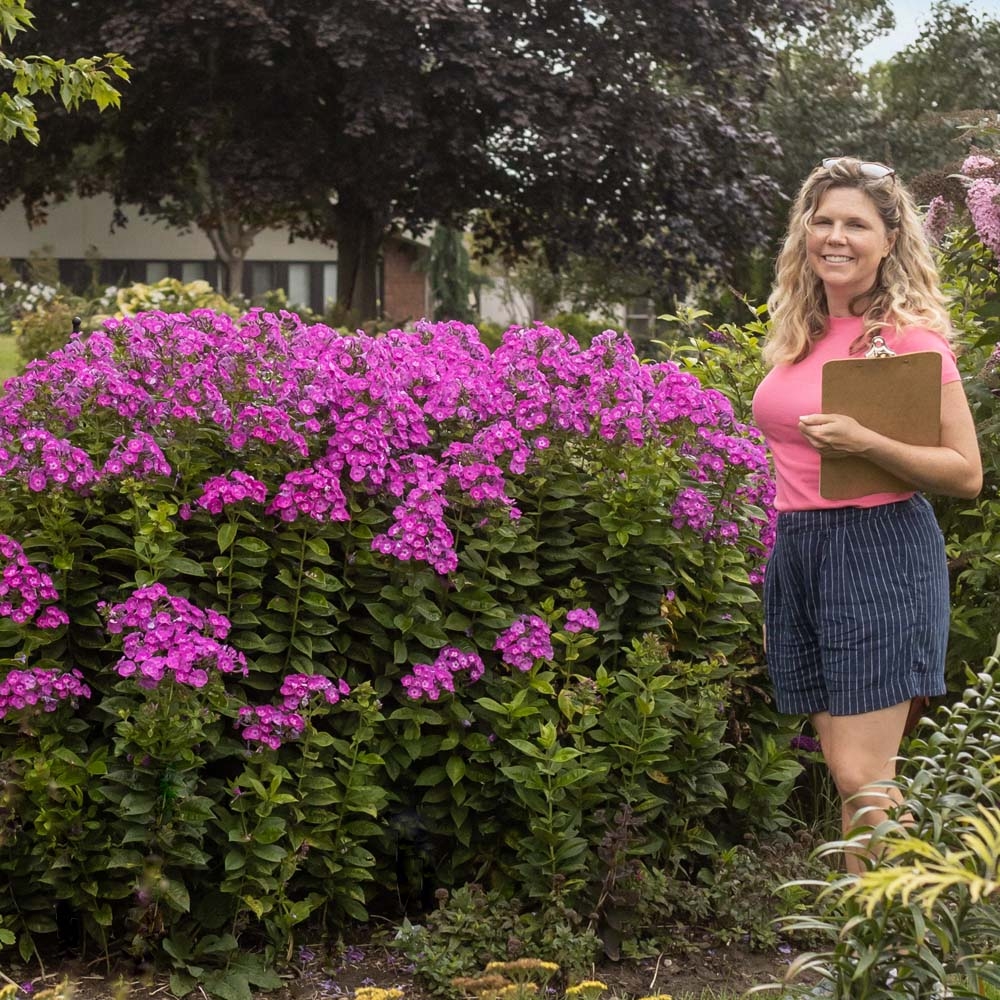 Phlox Dream Girl Tall Garden Phlox Sugar Creek Gardens