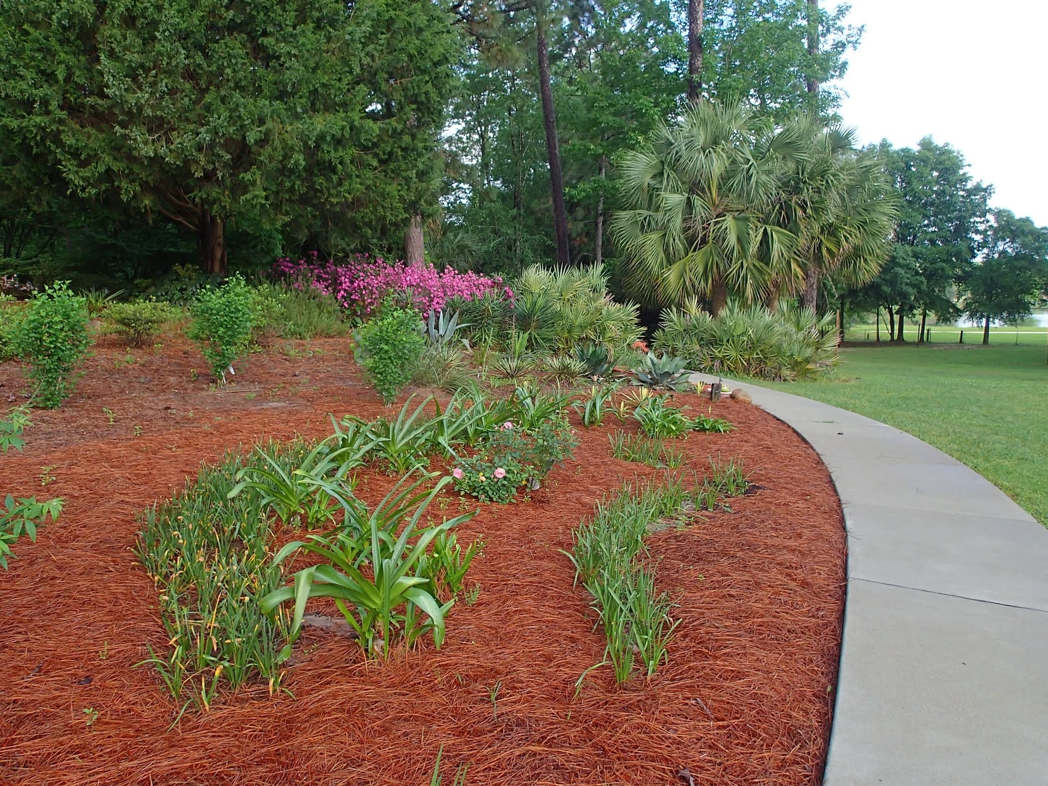 Pine Needle Mulch The Myths And Legends N C Cooperative Extension