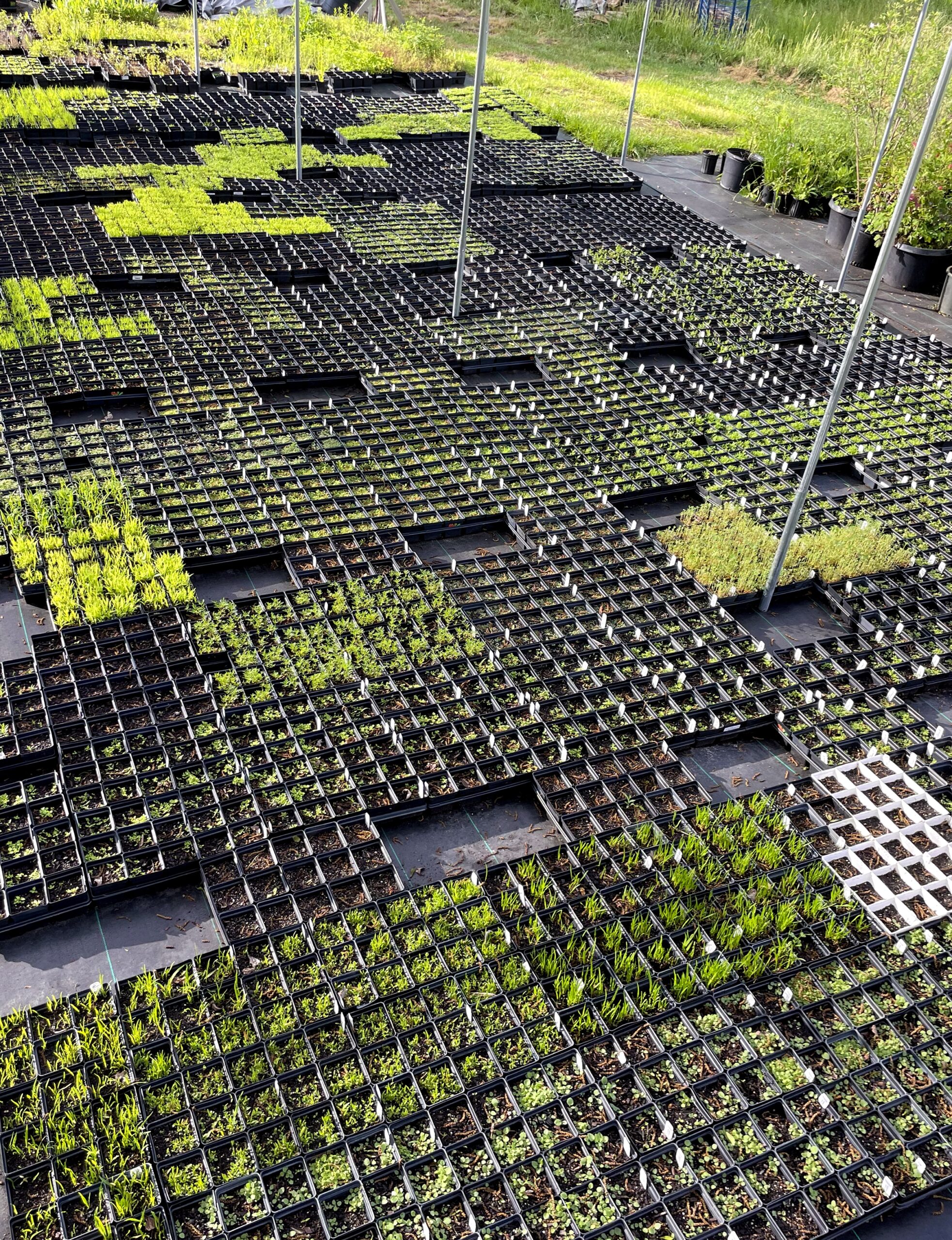 Plant Grant Bona Terra