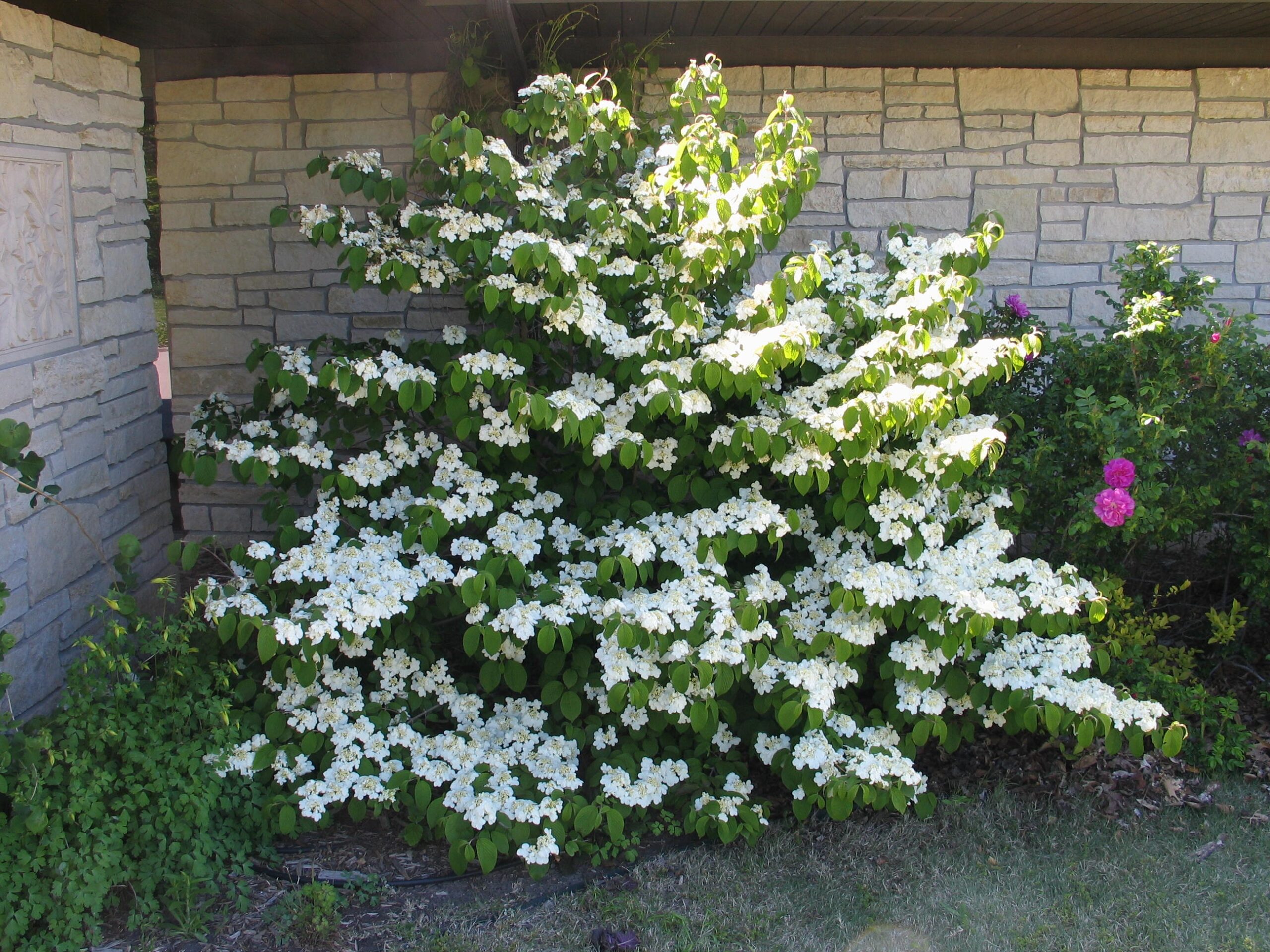 Plant Profile The Versatile Viburnums Dyck Arboretum