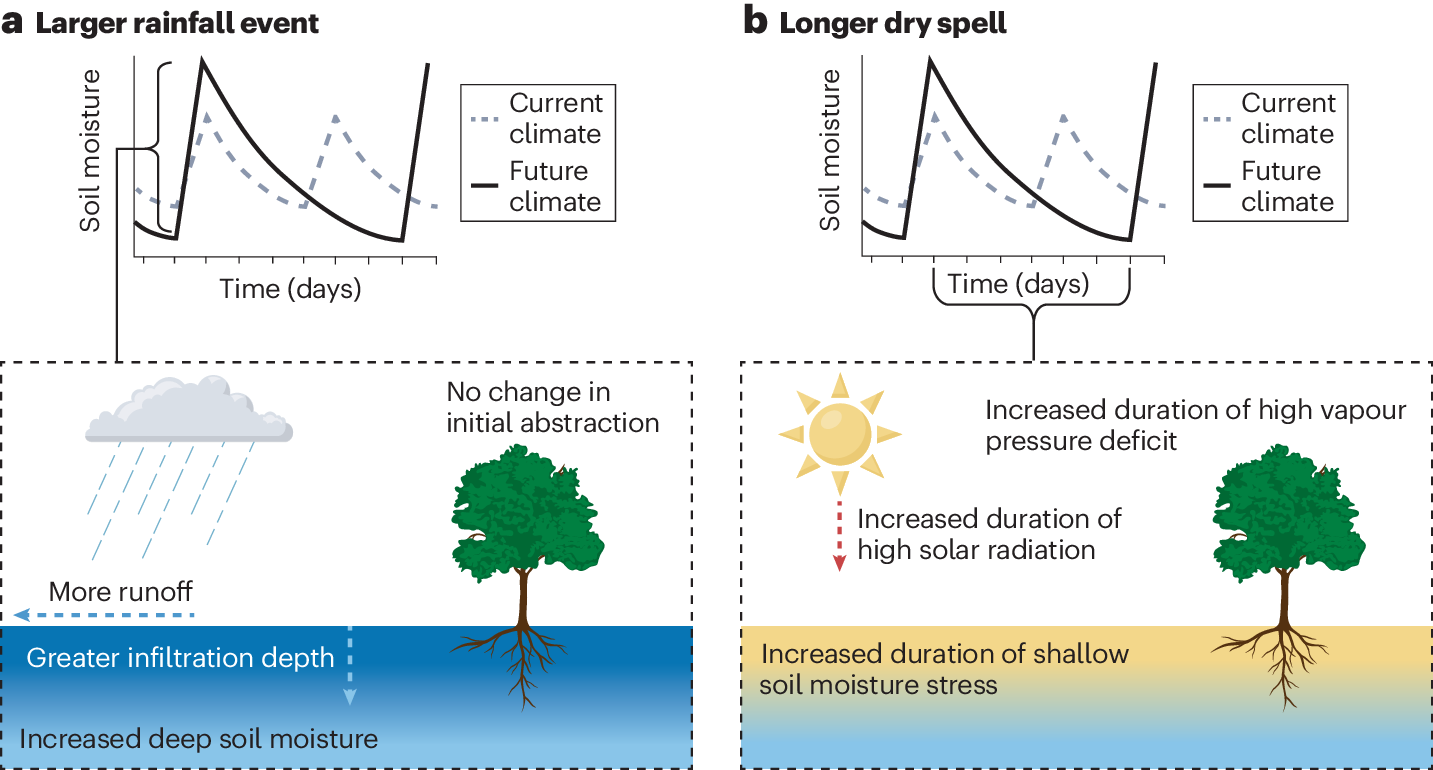Plant Responses To Changing Rainfall Frequency And Intensity Nature Reviews Earth Environment