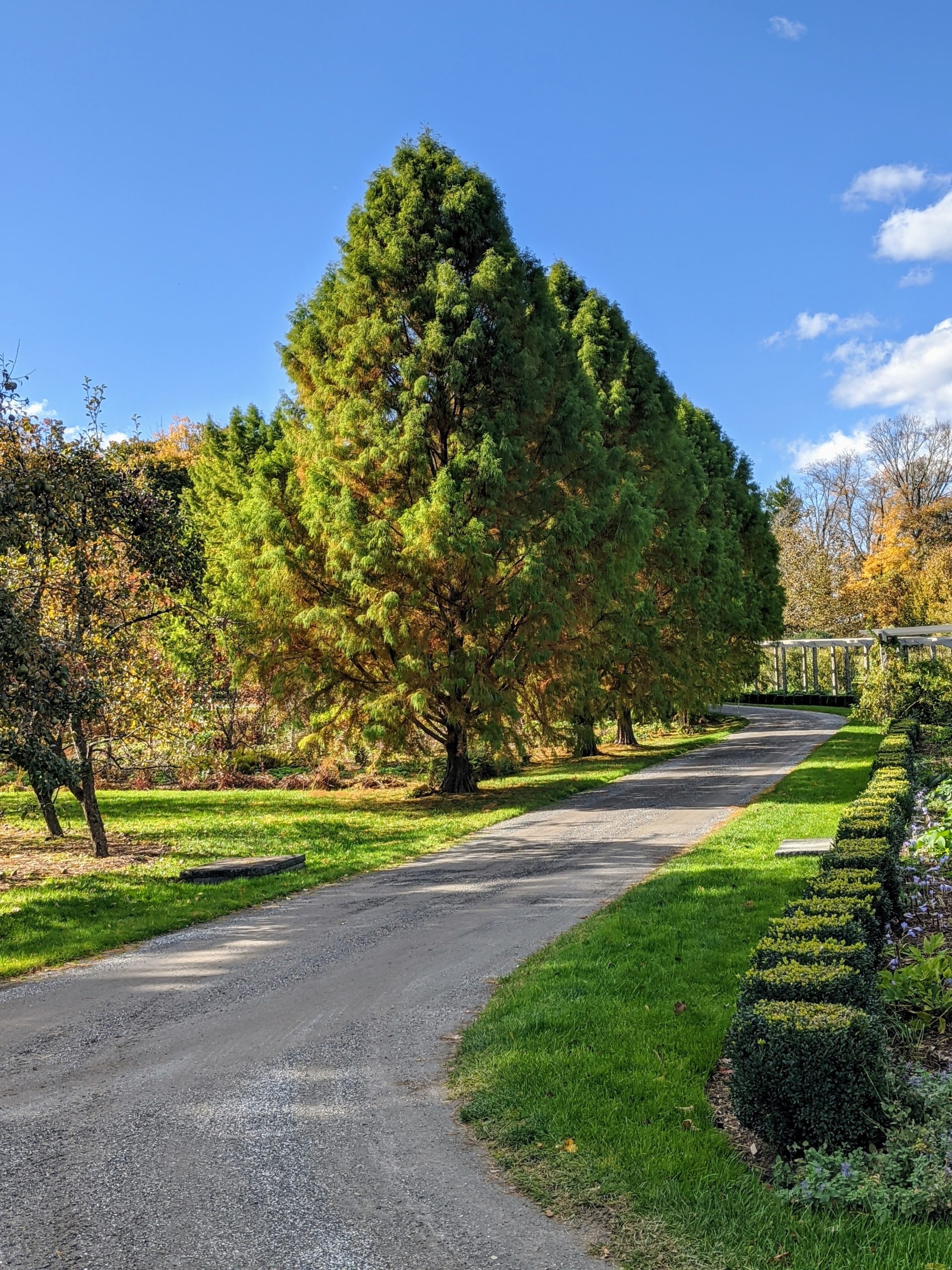 Planting Bald Cypress Trees The Martha Stewart Blog