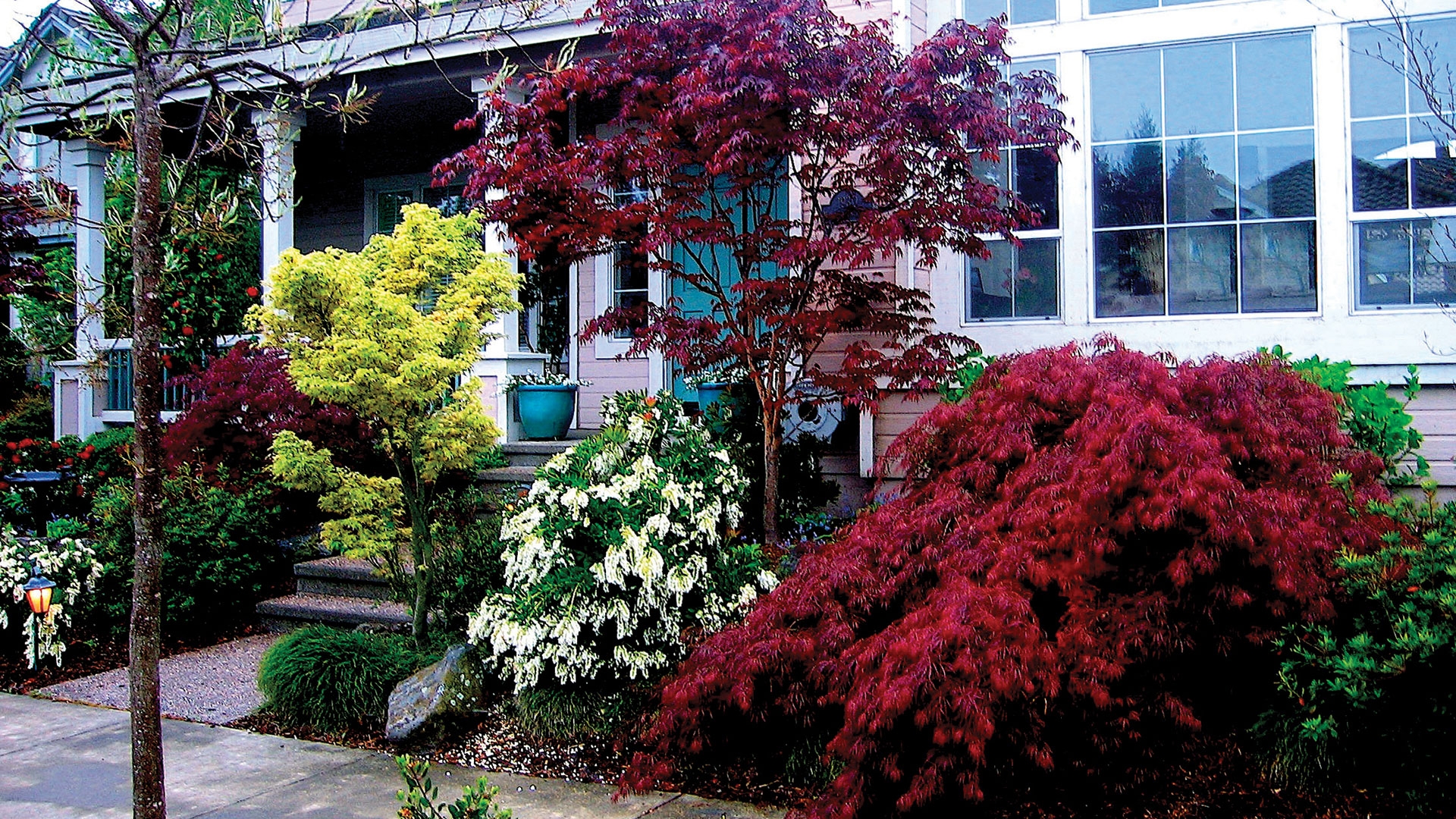 Planting Japanese Maples Details Landscape Art Details Landscape Art