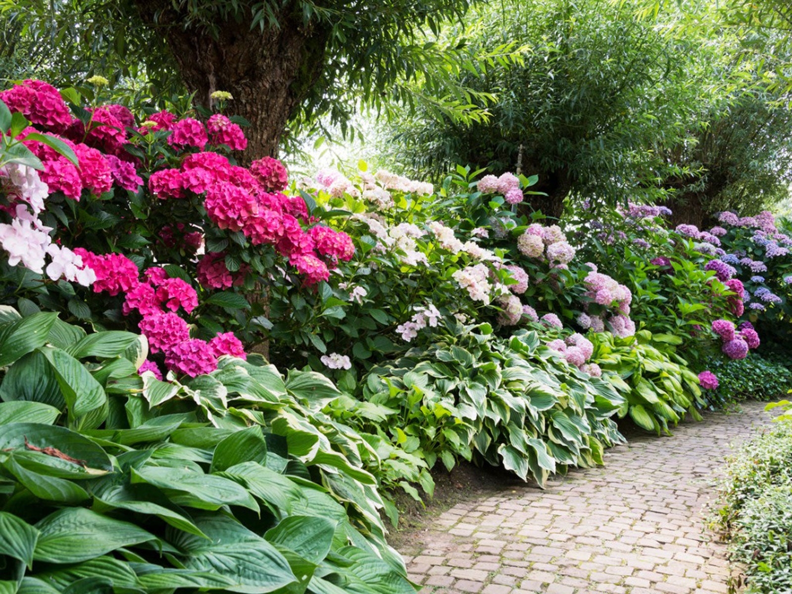 Planting Near Rhododendrons Rhododendron And Azalea Companions Gardening Know How