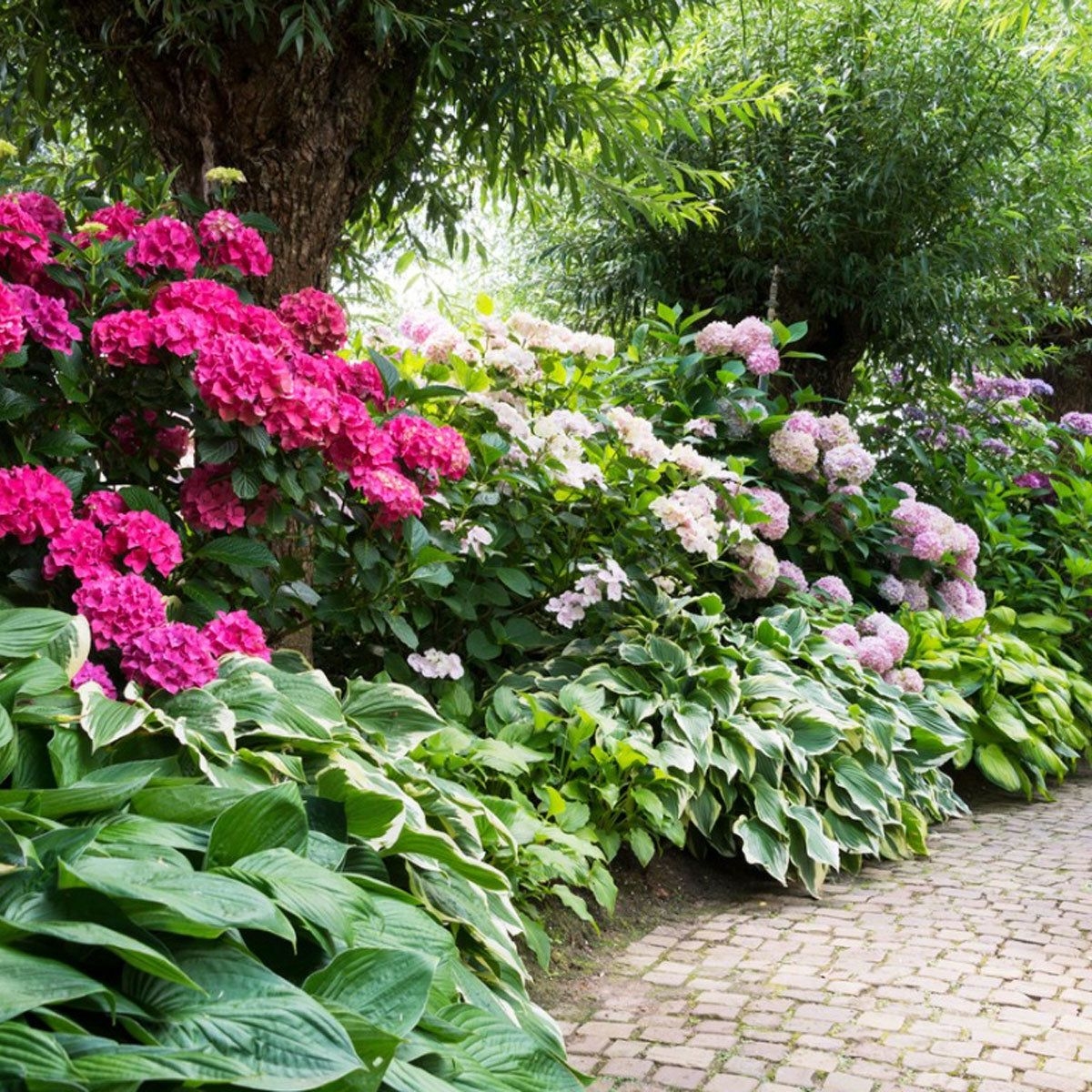 Planting Near Rhododendrons Rhododendron And Azalea Companions Gardening Know How