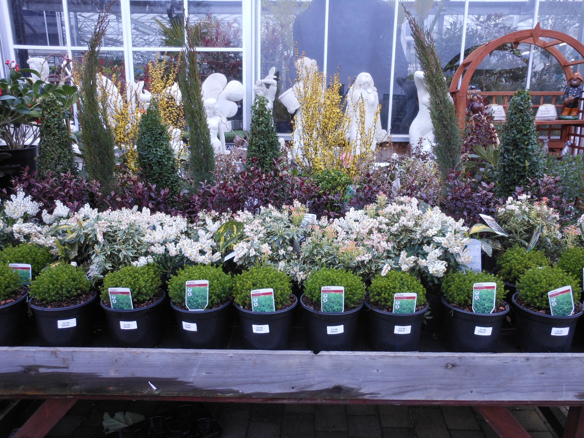 Plants Cherry Hill Garden Landscape Centre