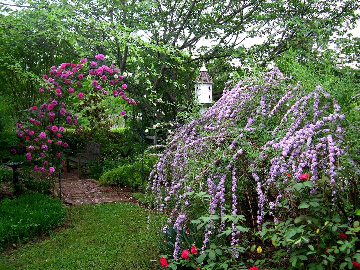 Plants For The Butterfly Garden Fine Gardening