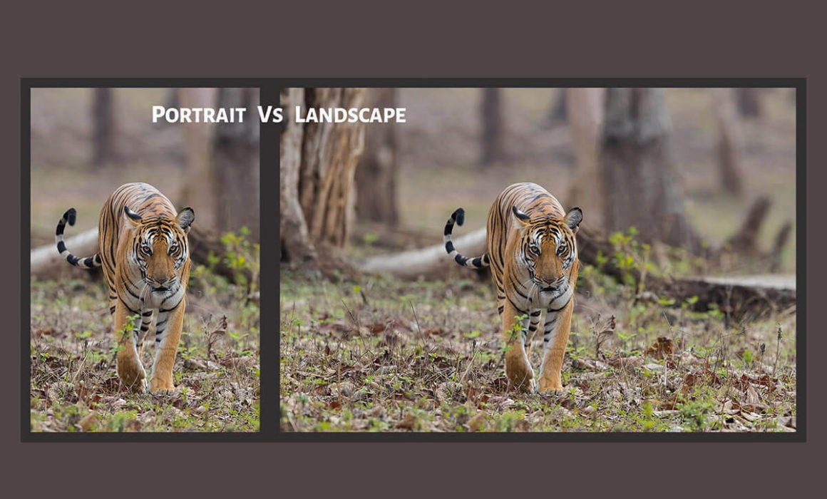 Portrait Vs Landscape Orientation Which Is Better PhotographyAxis