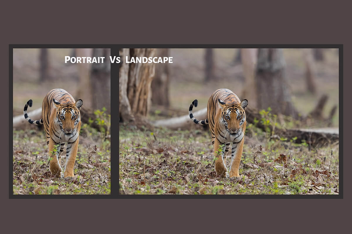 Portrait Vs Landscape Orientation Which Is Better PhotographyAxis