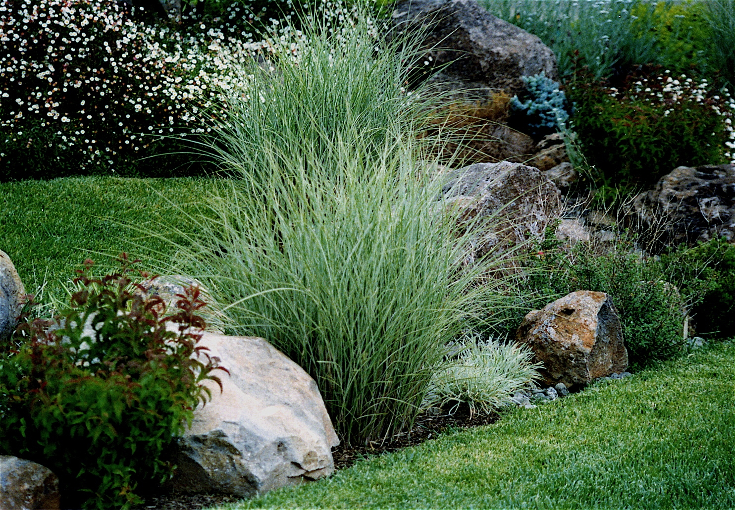 Premier Landscape Contractor Plants Grasses I Details Landscape Art