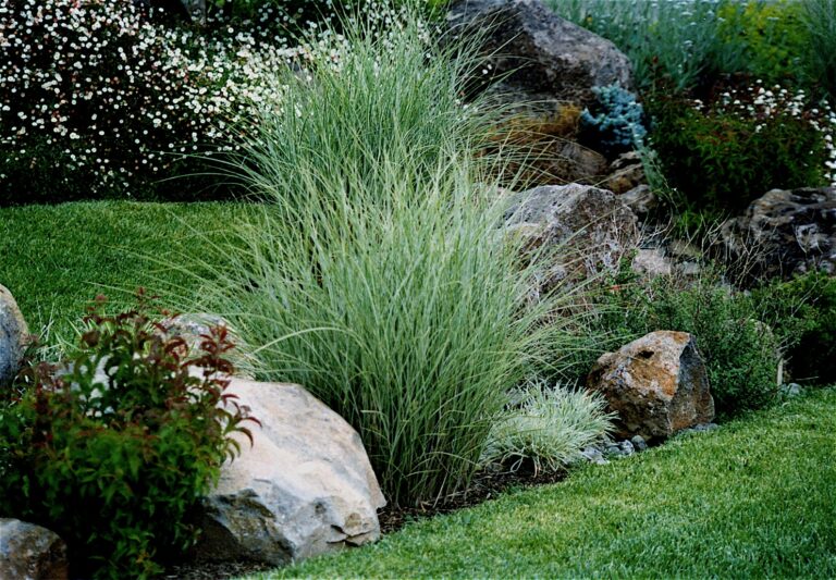 Premier Landscape Contractor Plants Grasses I Details Landscape Art