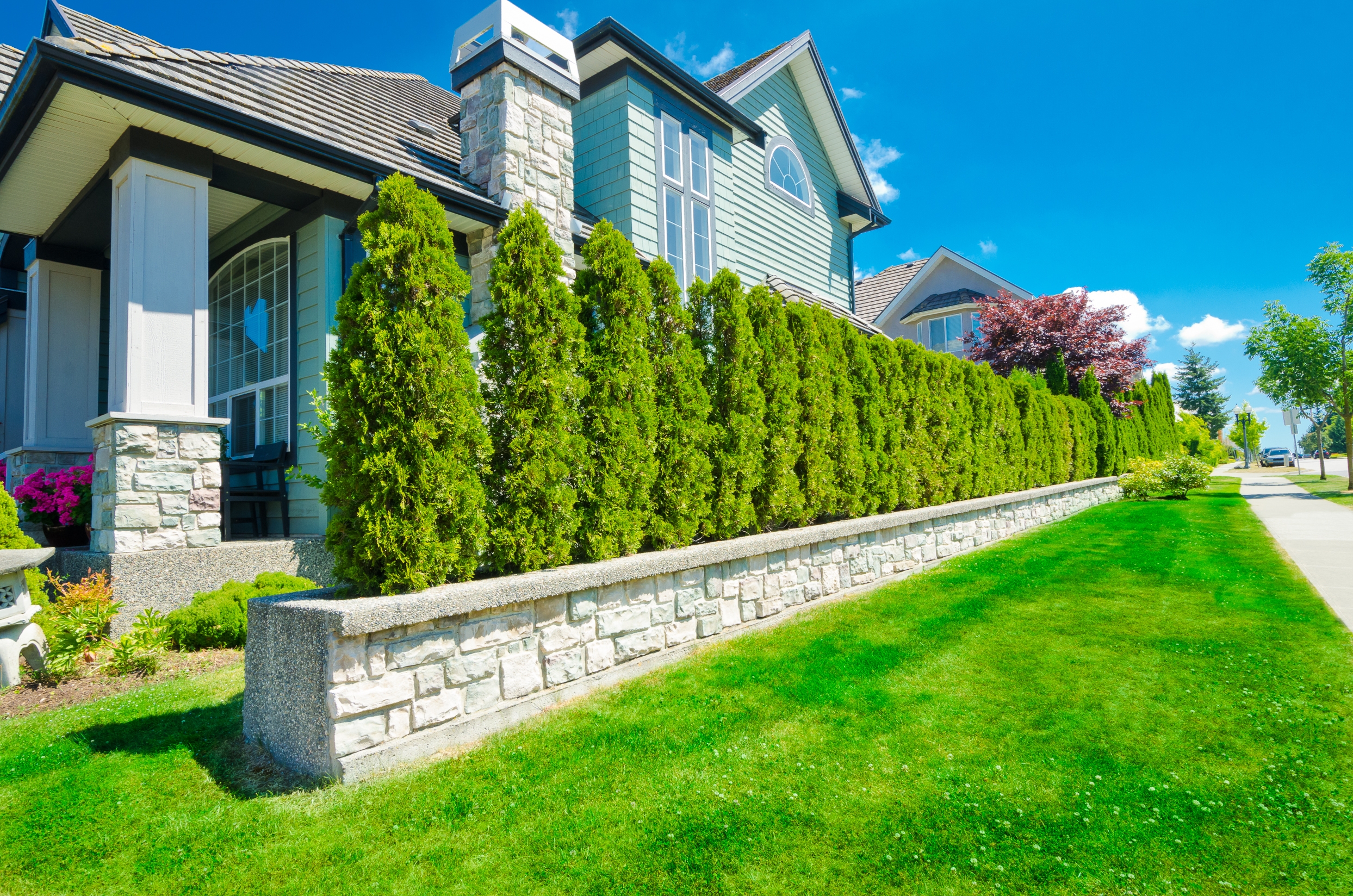 Privacy Landscaping Ideas Mid Town Miami FL Plant Professionals