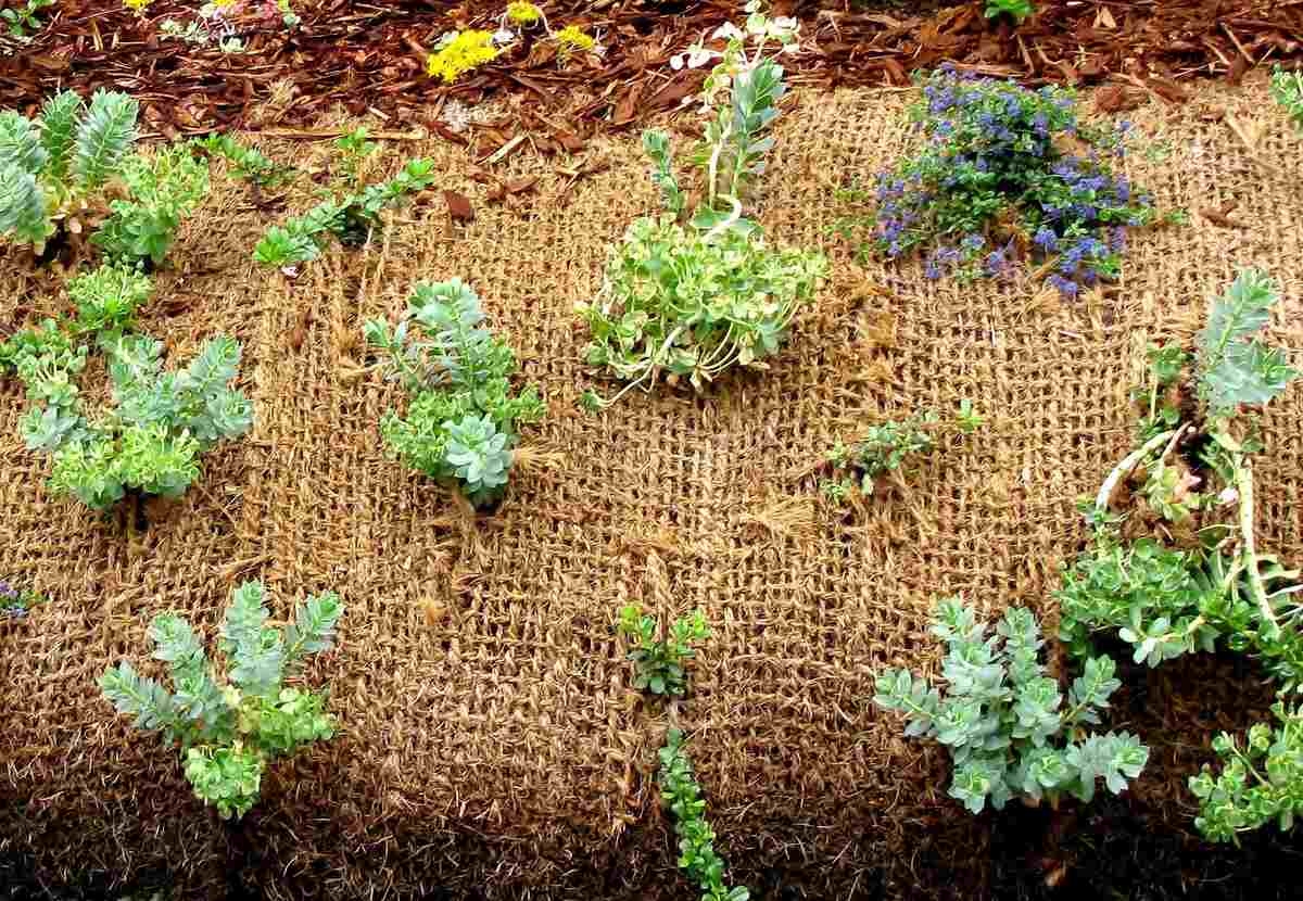 Pros And Cons Of Using Landscape Fabric