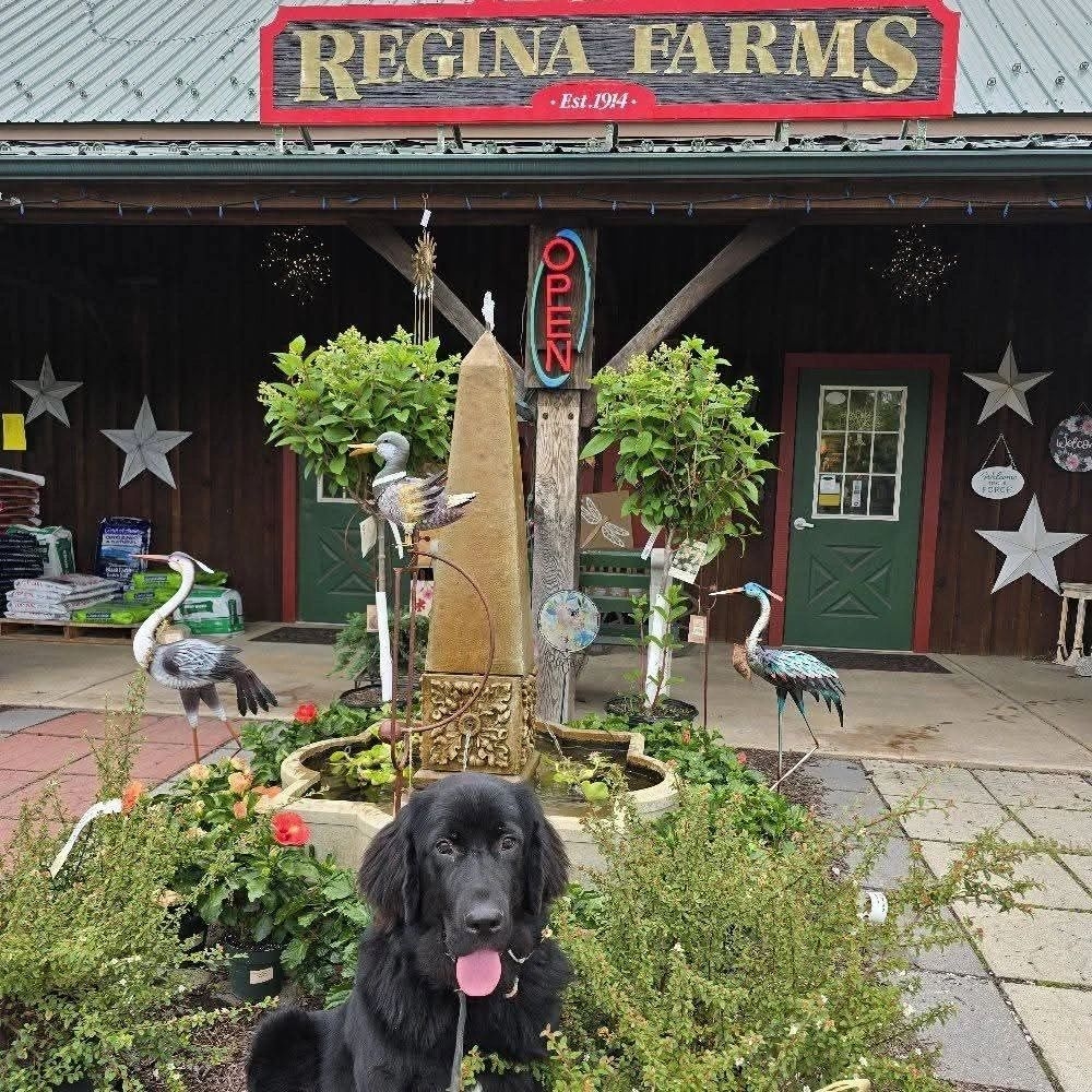 Regina Farms Your Trusted Garden Center