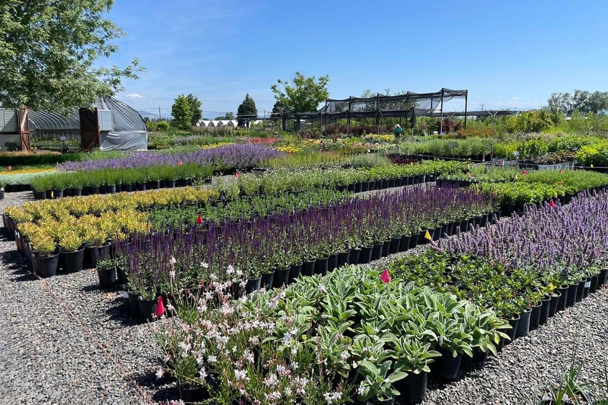 Retail Shooting Star Nursery