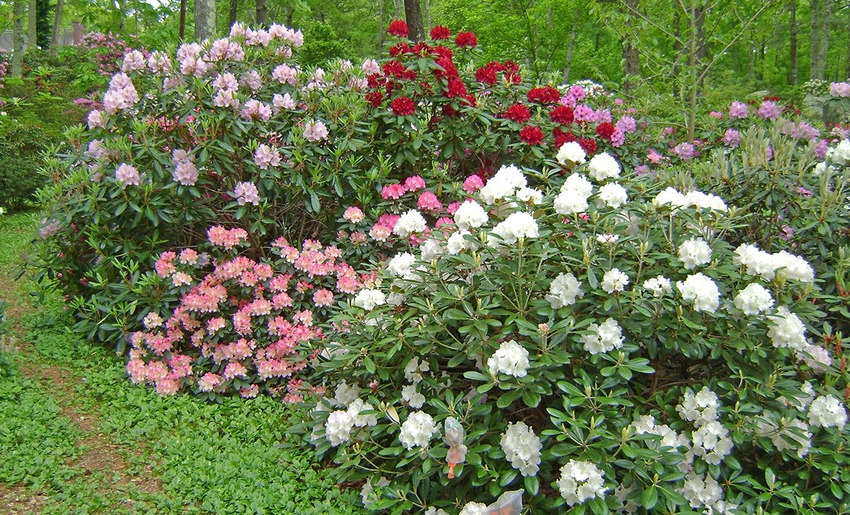 Rhododendrons With Attractive Foliage Enchanted Gardens
