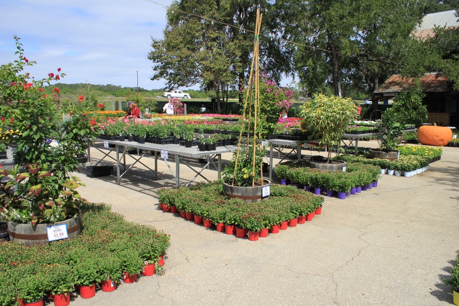 Rock Oak Deer Milberger s Nursery