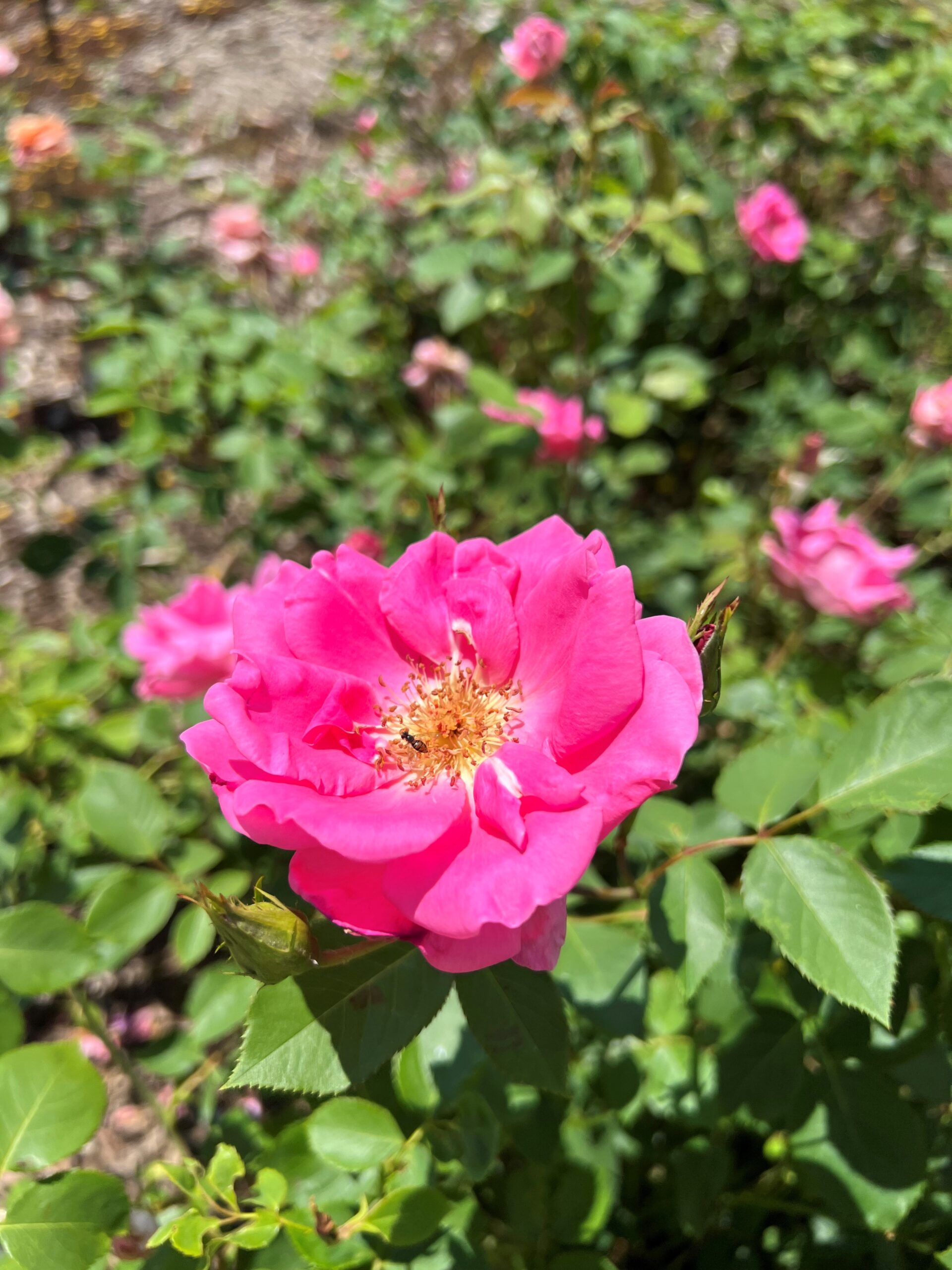rose landscape uses