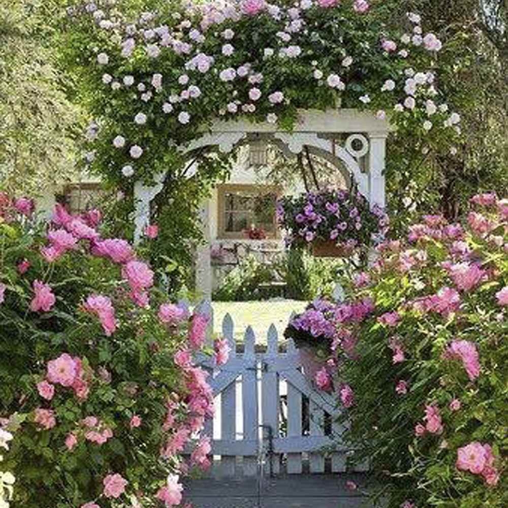 Roses In Landscaping 75 Photos Advantages And Disadvantages