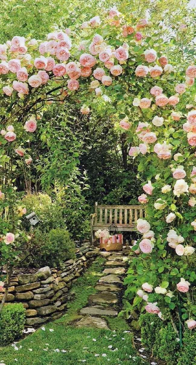 Roses In Landscaping 75 Photos Advantages And Disadvantages