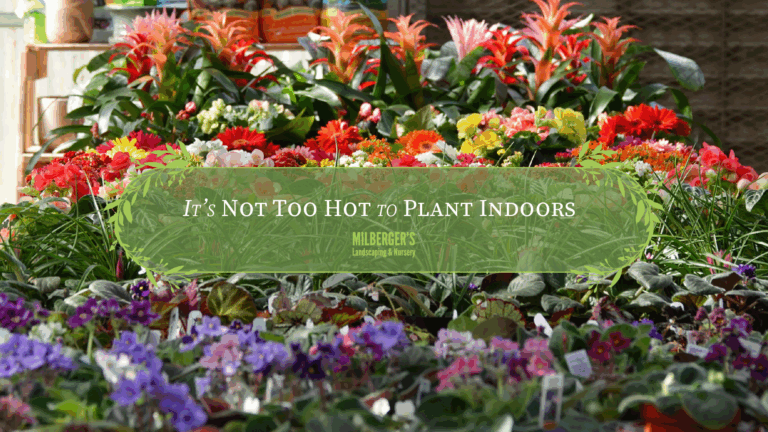 Sales And Events At Milberger s Landscaping Nursery