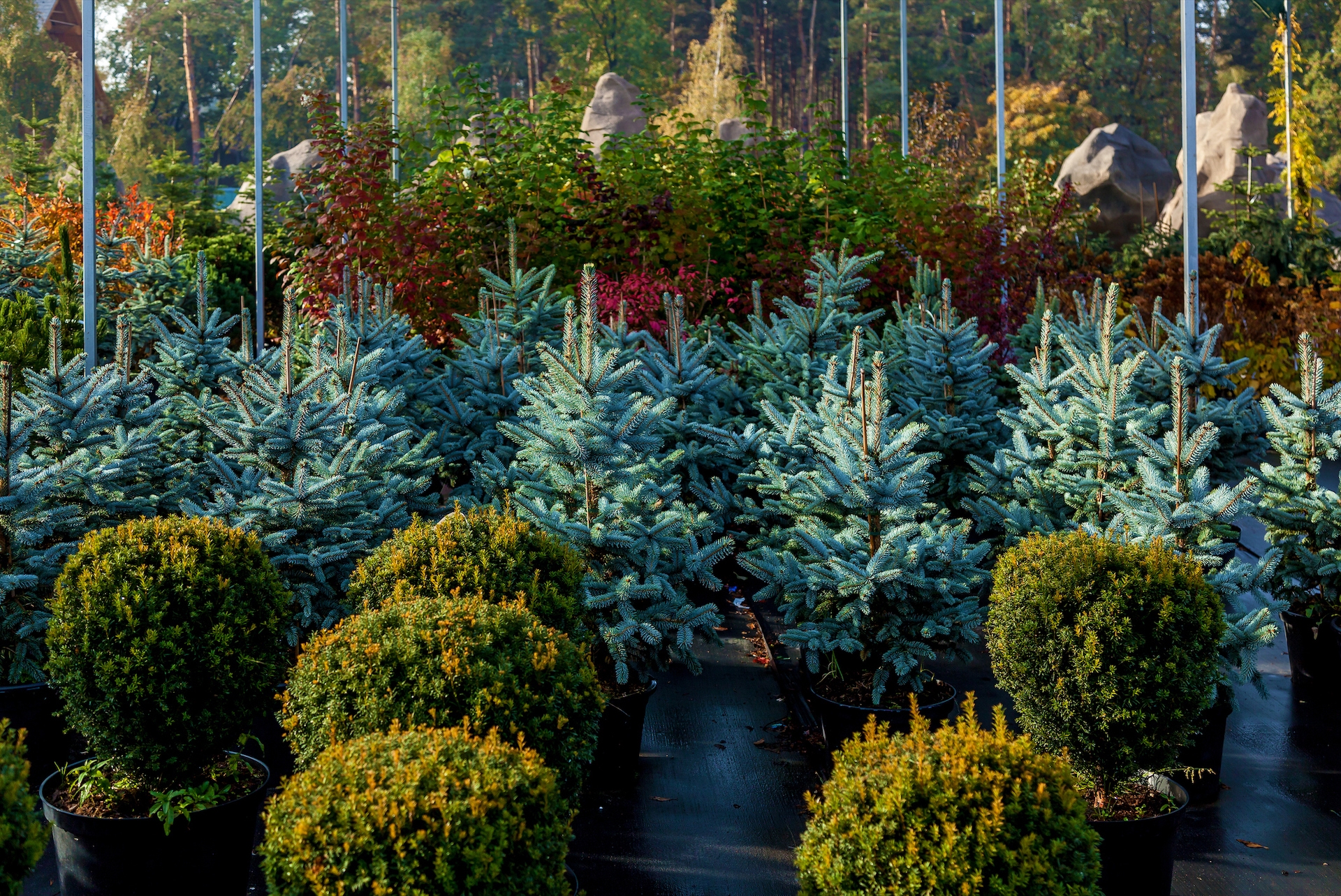 Small Evergreen Trees Nick s Garden Center Nursery Denver CO