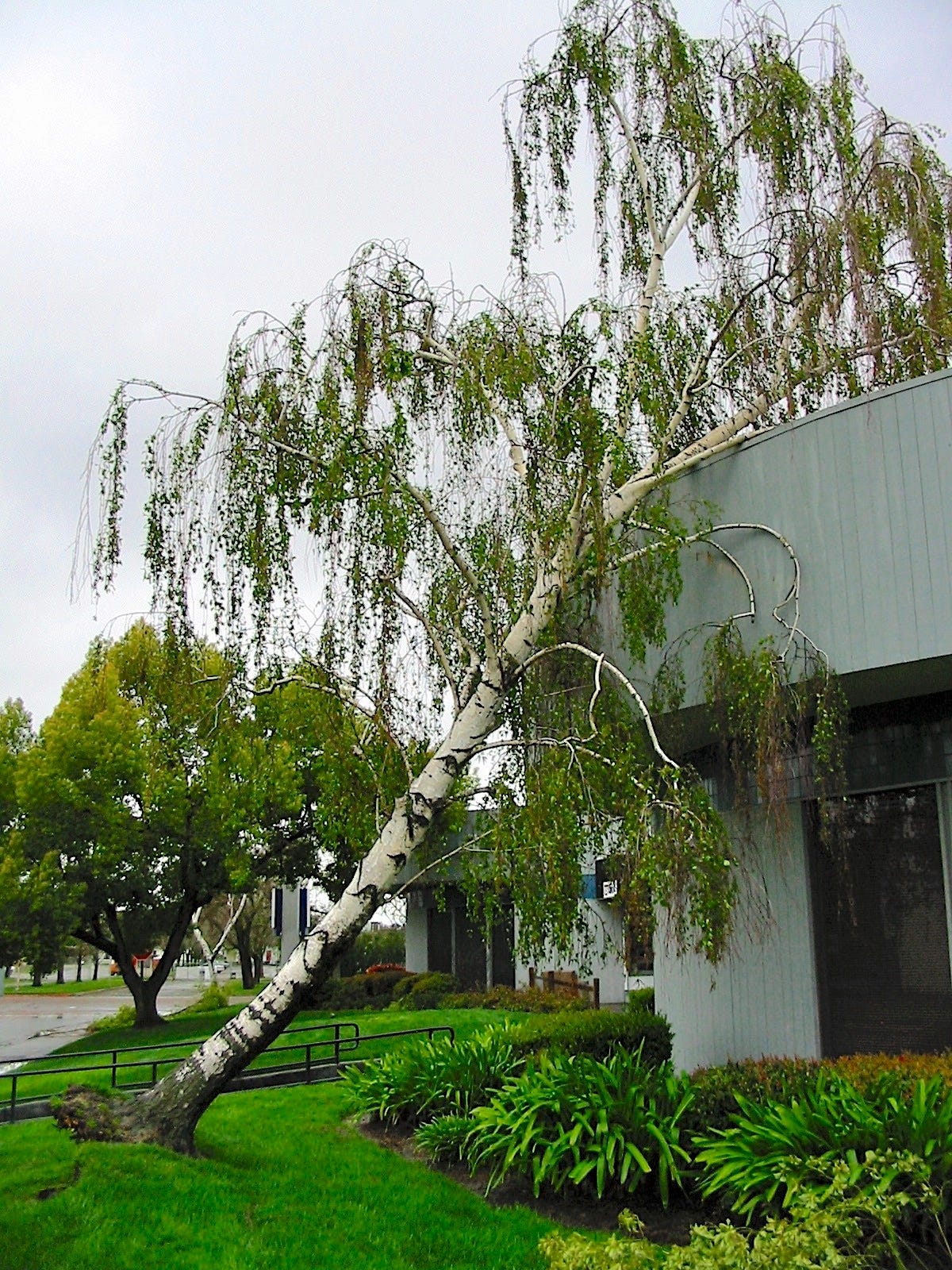 Small Trees For Small Yards Medium Sized Trees For Suburban Lots Avoid A Tree Disaster In A Storm 
