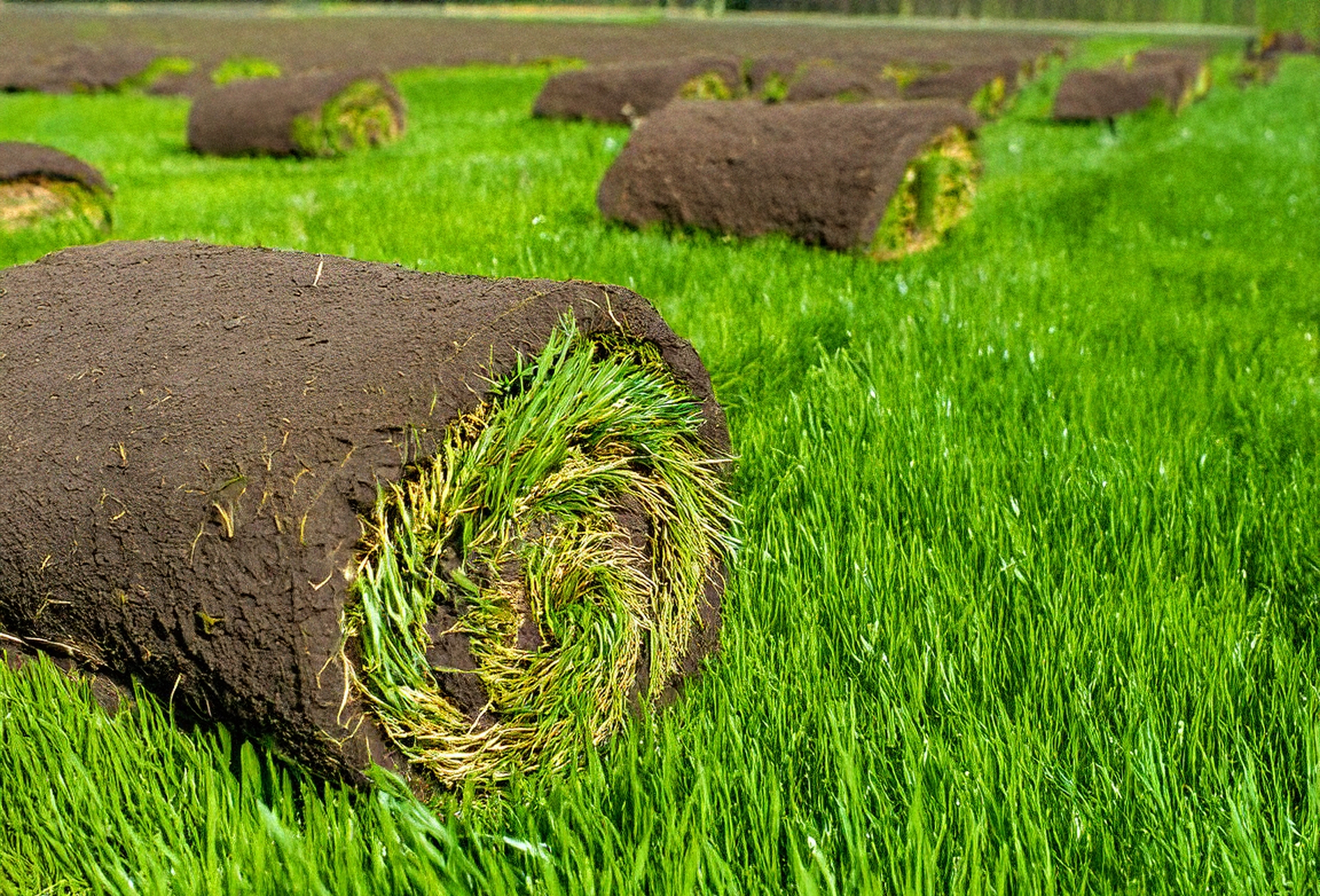 Sod Broadmoor Landscape Supply