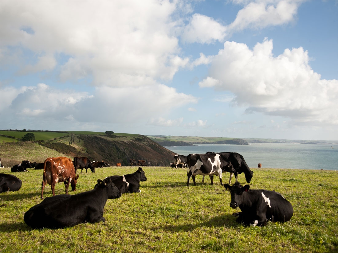 South Devon National Landscape Nature Walks Events