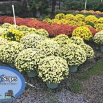 Southern Scapes SouthrnScapes X