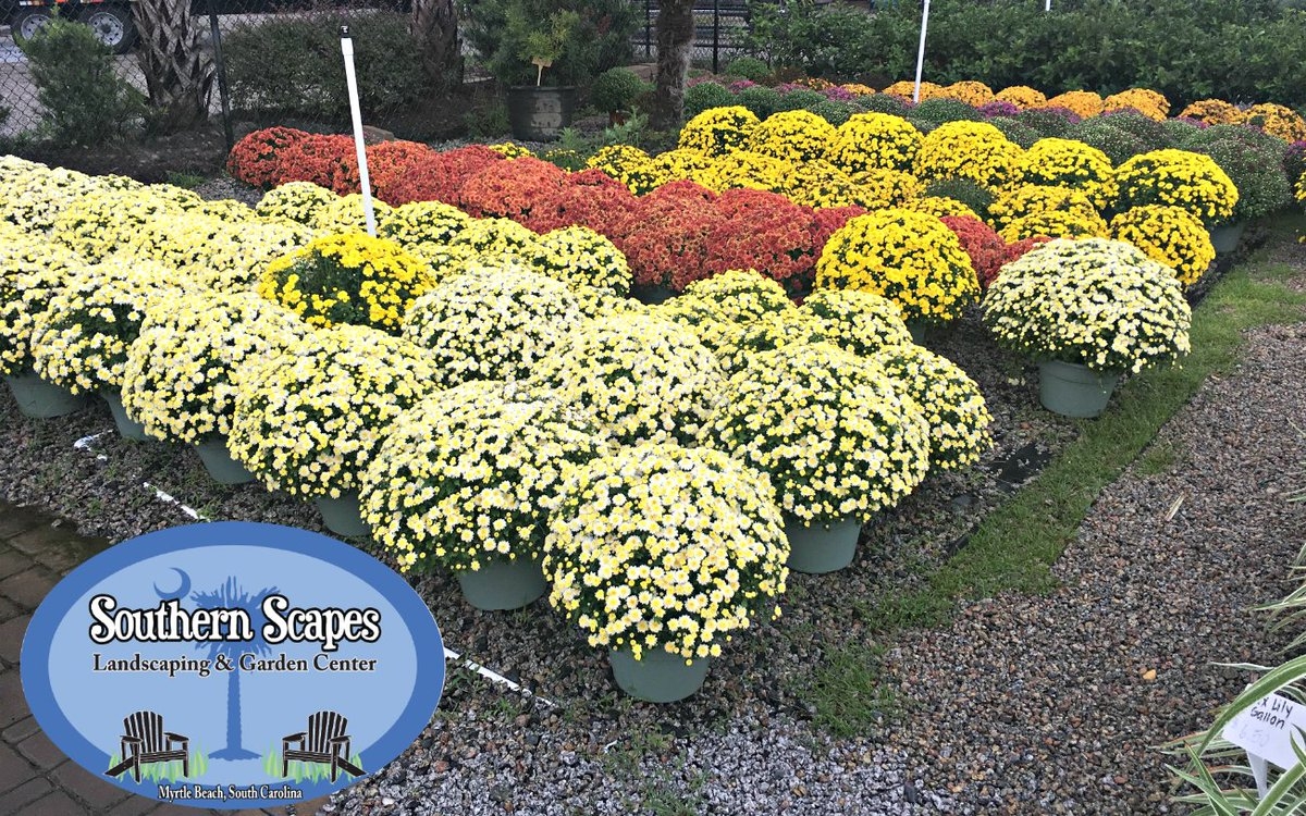 Southern Scapes SouthrnScapes X Southern Scapes SouthrnScapes X