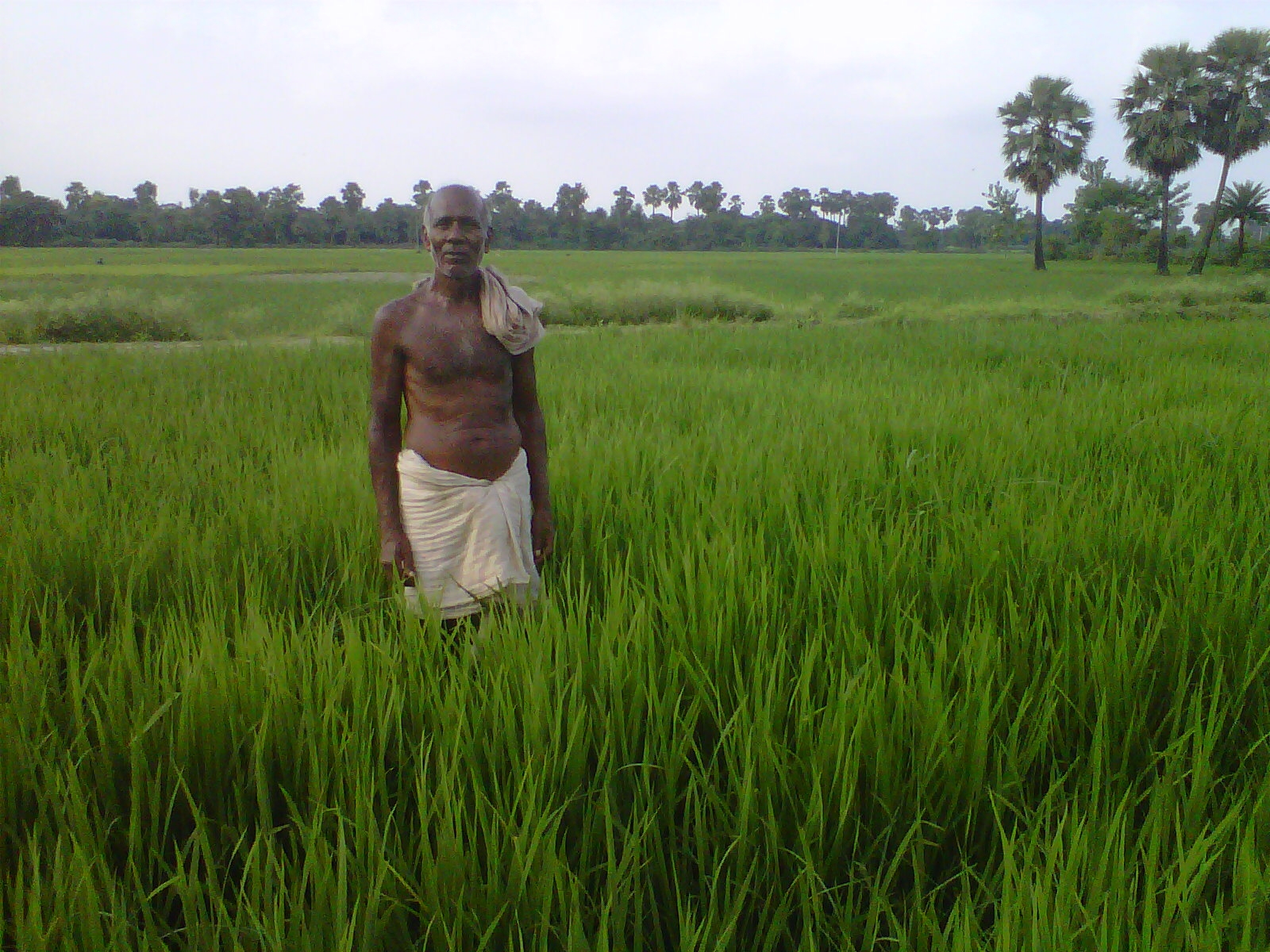 Sustainability Of Rice Production In The Northwestern Indo Gangetic Plains CGIAR