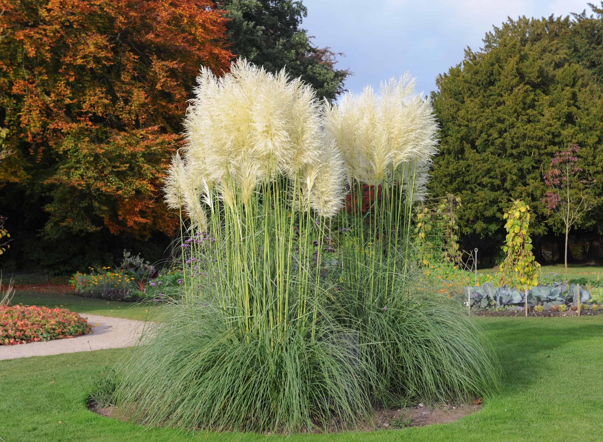 The 12 Best Perennial Ornamental Grasses A Z Animals