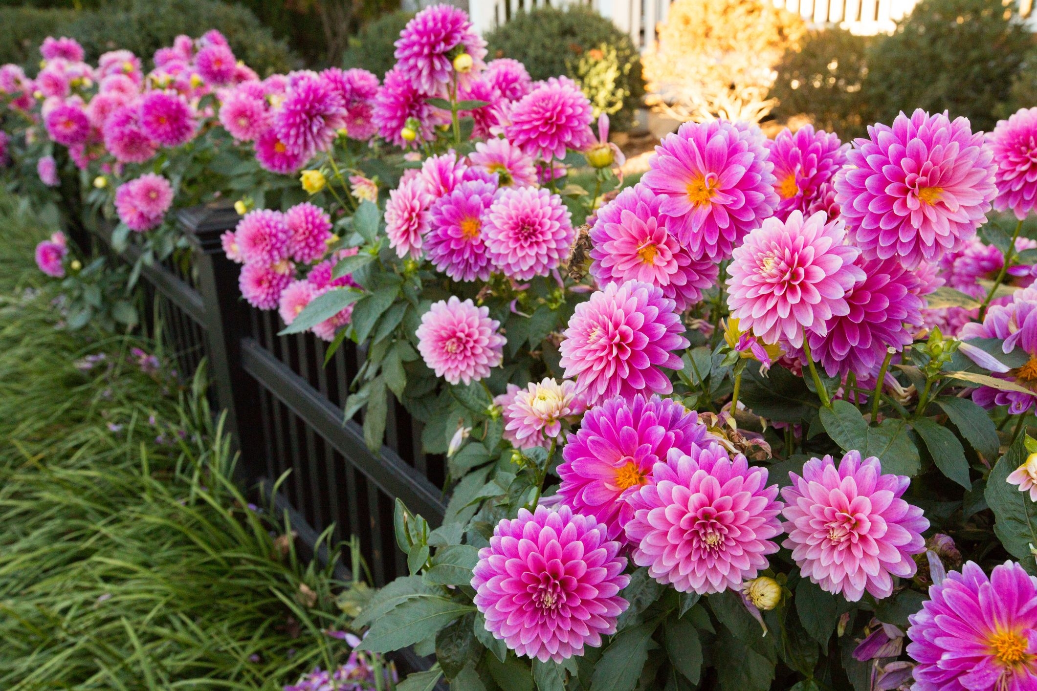 The 20 Best Perennial Flowers For A Beautiful Blooming Garden