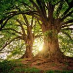 The 6 Best Landscaping Trees For Your Property Maguire Tree Care