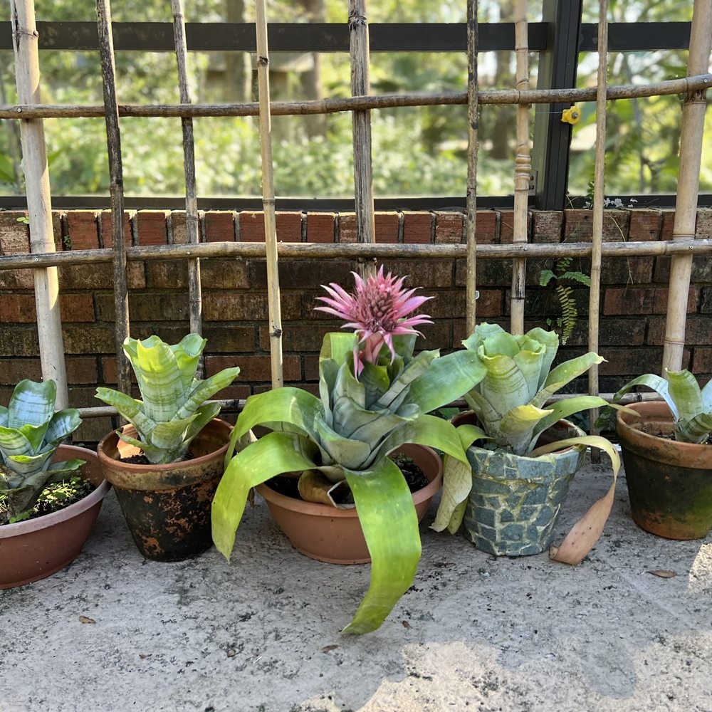 hibernia nursery landscape supply and garden center