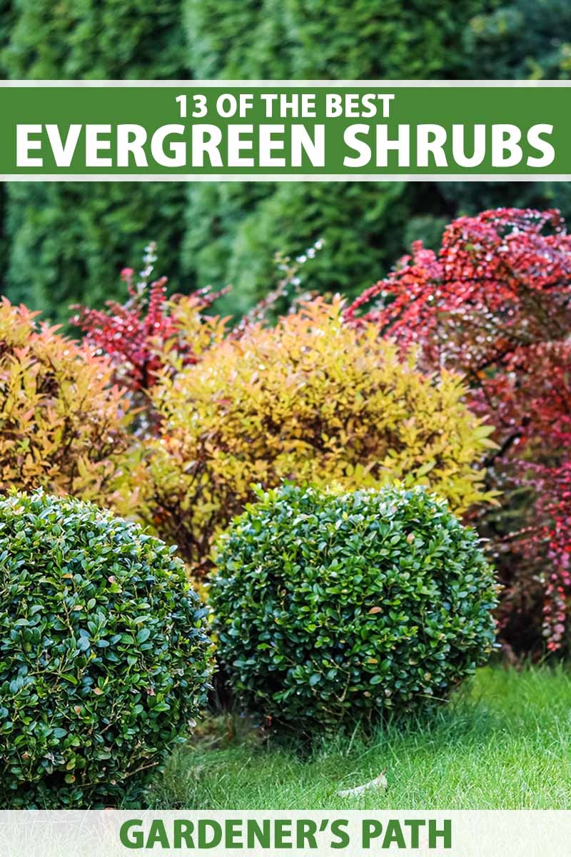 The Best Evergreen Shrubs For Your Garden Gardener s Path