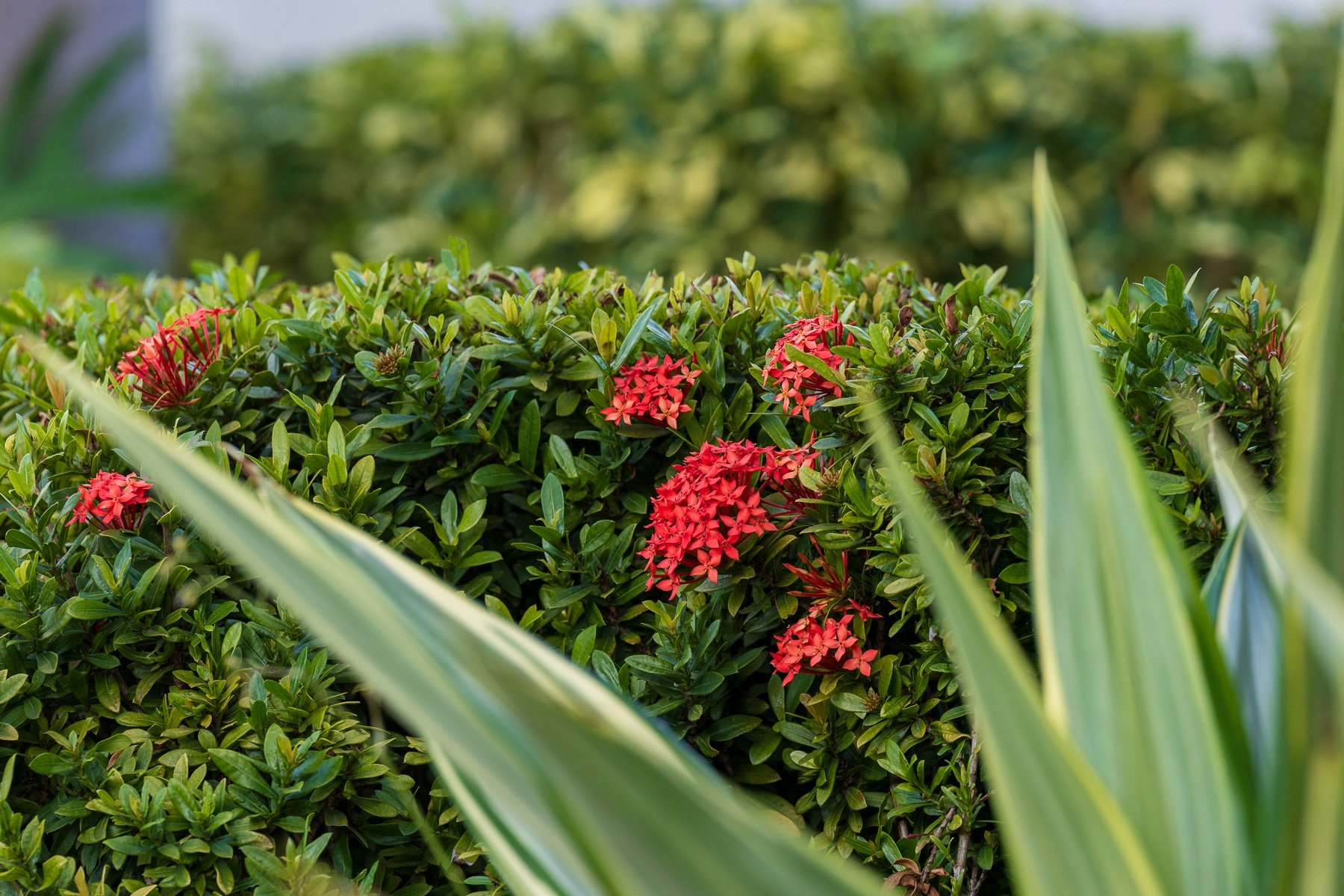 The Best Flowers To Grow In Florida The Ultimate List For Colorful Landscapes