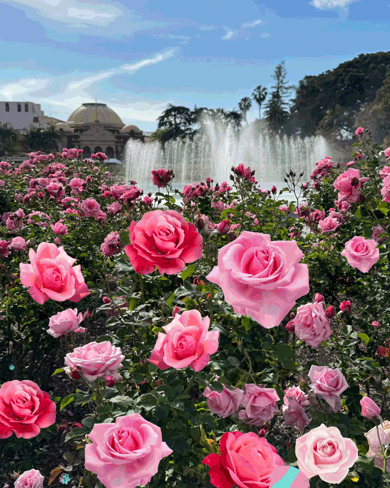The Best L A Rose Gardens To See This Season s Blooms Los Angeles Times
