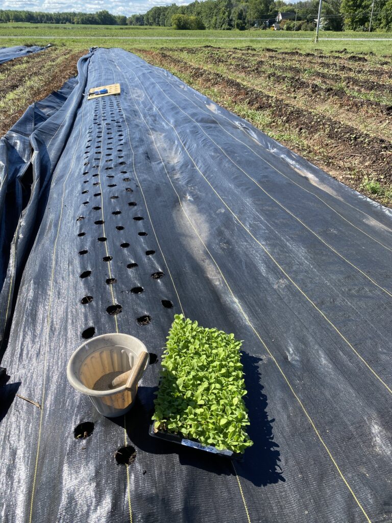 The Best Landscape Fabric For Killing Weeds Heirloom Soul Florals