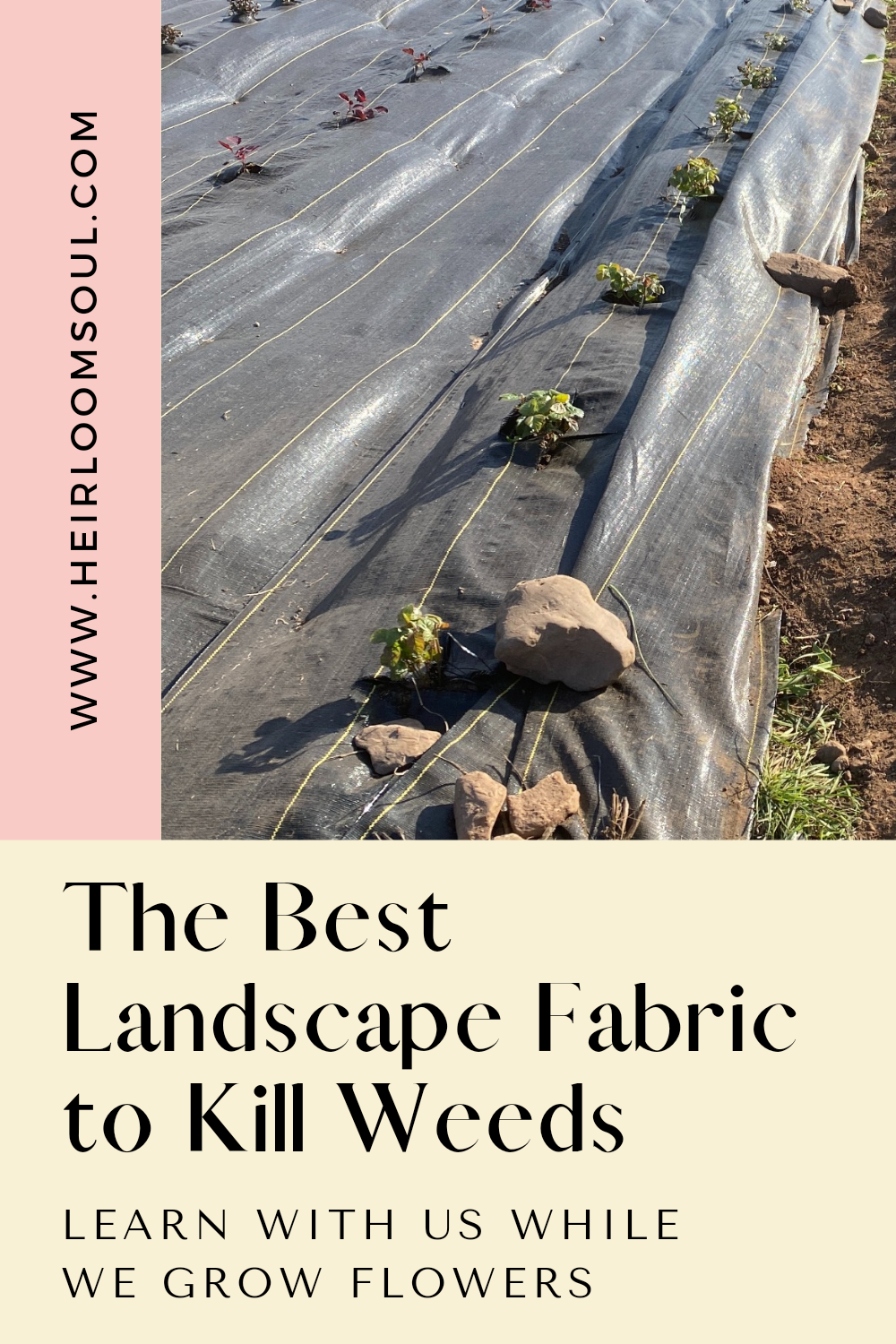 The Best Landscape Fabric For Killing Weeds Heirloom Soul Florals