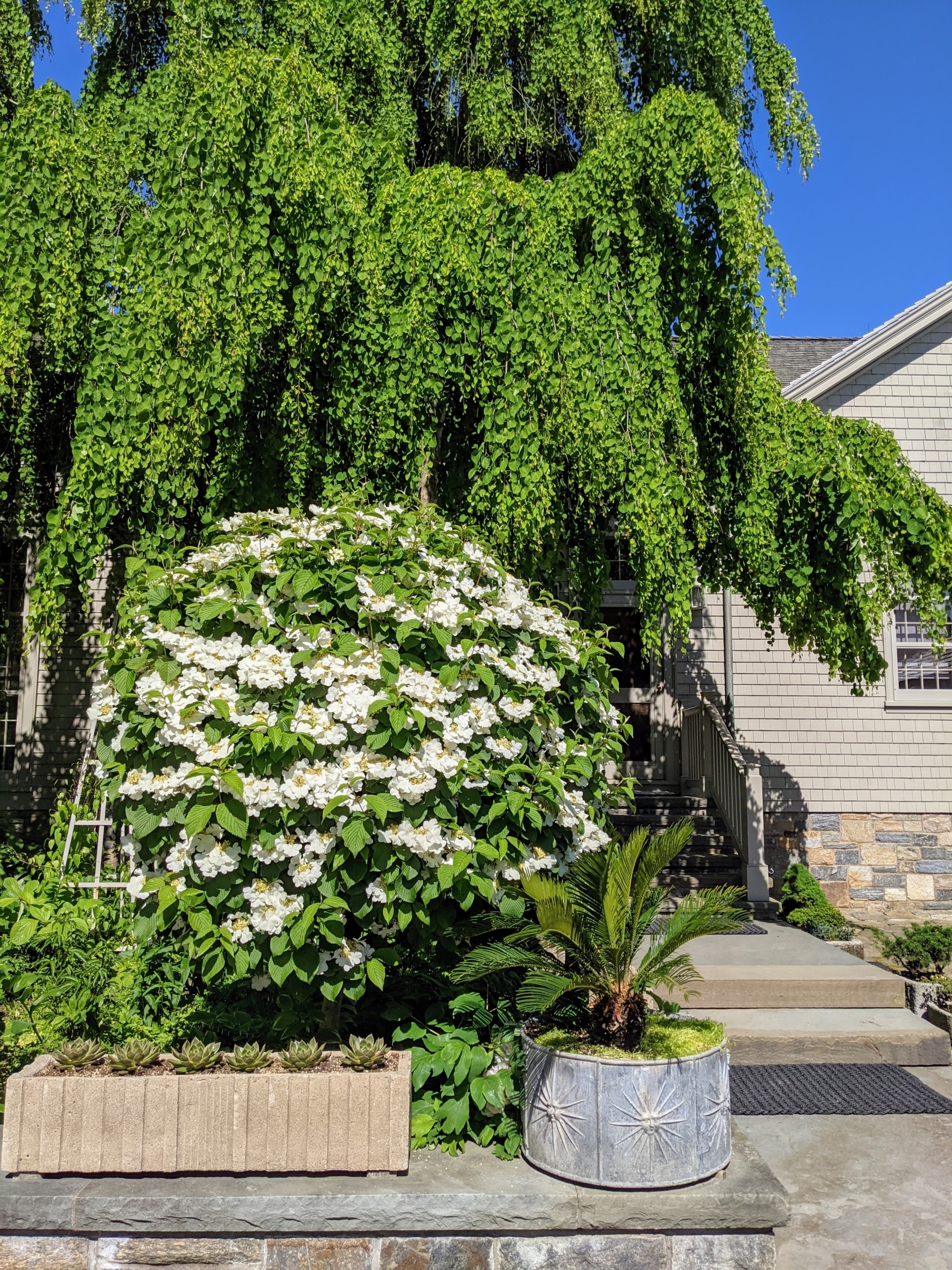 The Blooming Viburnum The Martha Stewart Blog