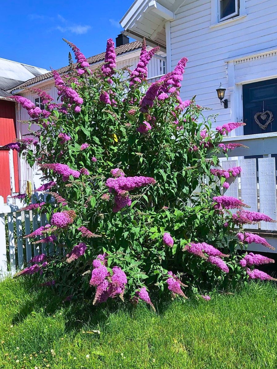 The Butterfly Bush A Favorite Nectar Source For Butterflies