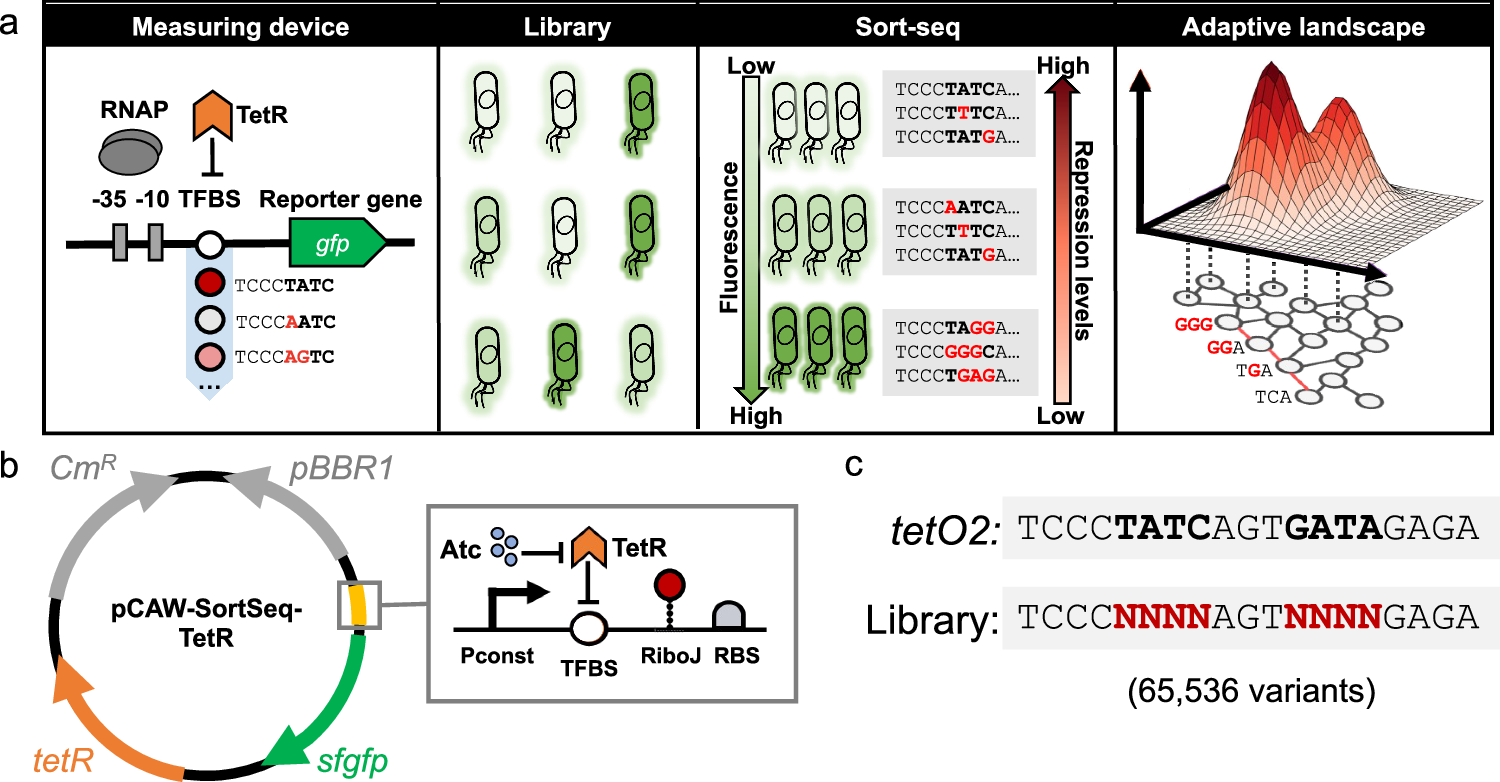 The Highly Rugged Yet Navigable Regulatory Landscape Of The Bacterial Transcription Factor TetR Nature Communications